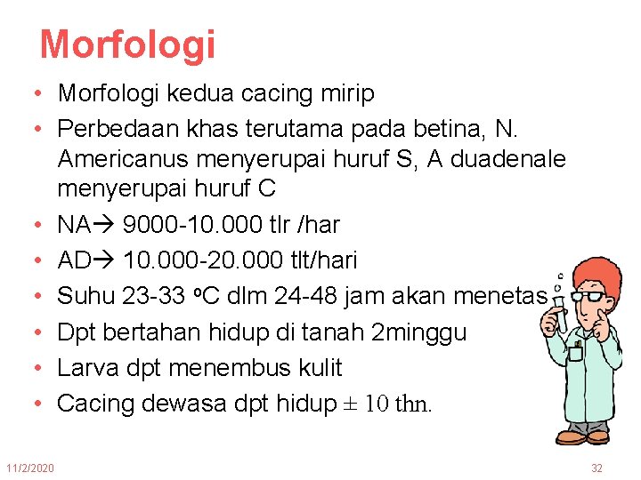 Morfologi • Morfologi kedua cacing mirip • Perbedaan khas terutama pada betina, N. Americanus