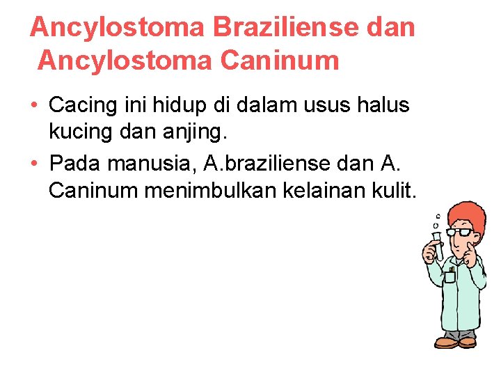 Ancylostoma Braziliense dan Ancylostoma Caninum • Cacing ini hidup di dalam usus halus kucing