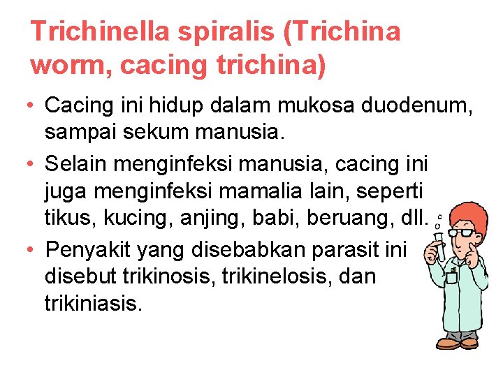 Trichinella spiralis (Trichina worm, cacing trichina) • Cacing ini hidup dalam mukosa duodenum, sampai