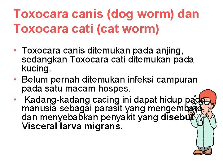 Toxocara canis (dog worm) dan Toxocara cati (cat worm) • Toxocara canis ditemukan pada