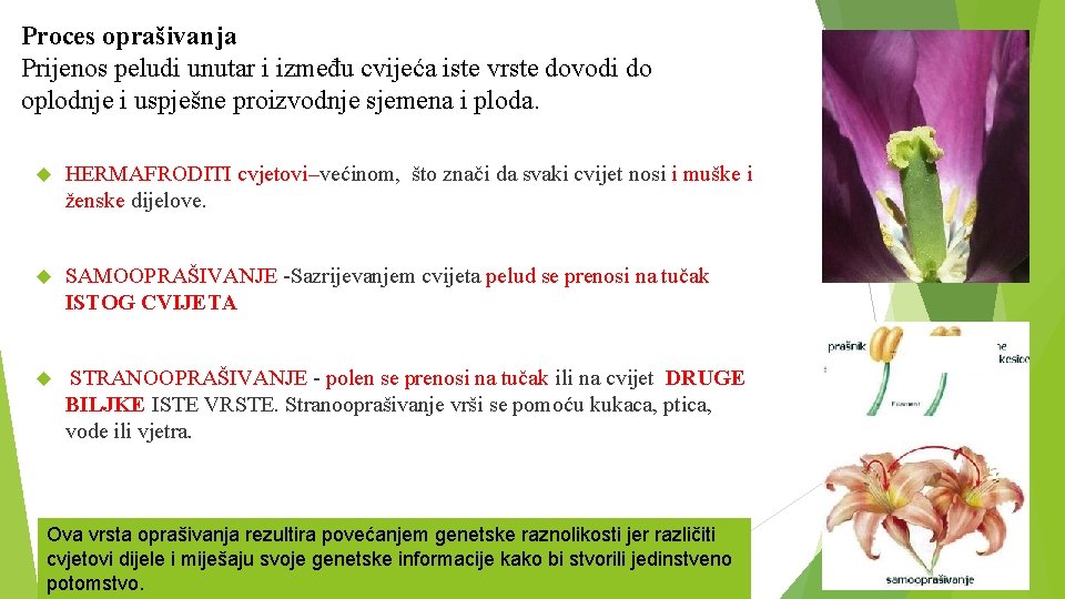 Proces oprašivanja Prijenos peludi unutar i između cvijeća iste vrste dovodi do oplodnje i