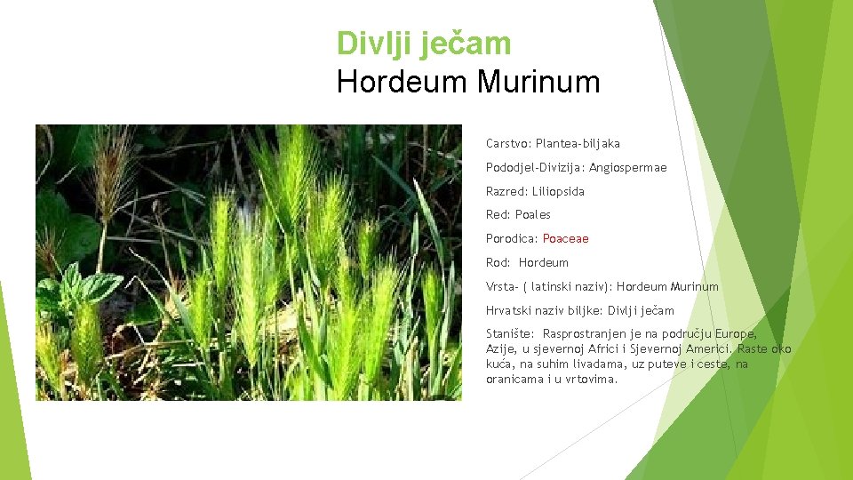 Divlji ječam Hordeum Murinum Carstvo: Plantea-biljaka Pododjel-Divizija: Angiospermae Razred: Liliopsida Red: Poales Porodica: Poaceae