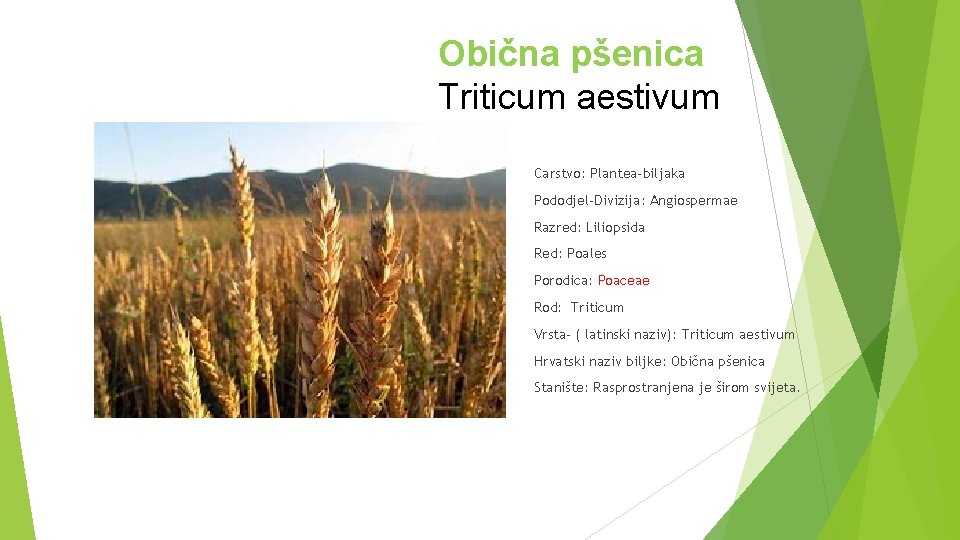 Obična pšenica Triticum aestivum Carstvo: Plantea-biljaka Pododjel-Divizija: Angiospermae Razred: Liliopsida Red: Poales Porodica: Poaceae