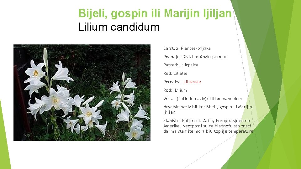 Bijeli, gospin ili Marijin ljiljan Lilium candidum Carstvo: Plantea-biljaka Pododjel-Divizija: Angiospermae Razred: Liliopsida Red: