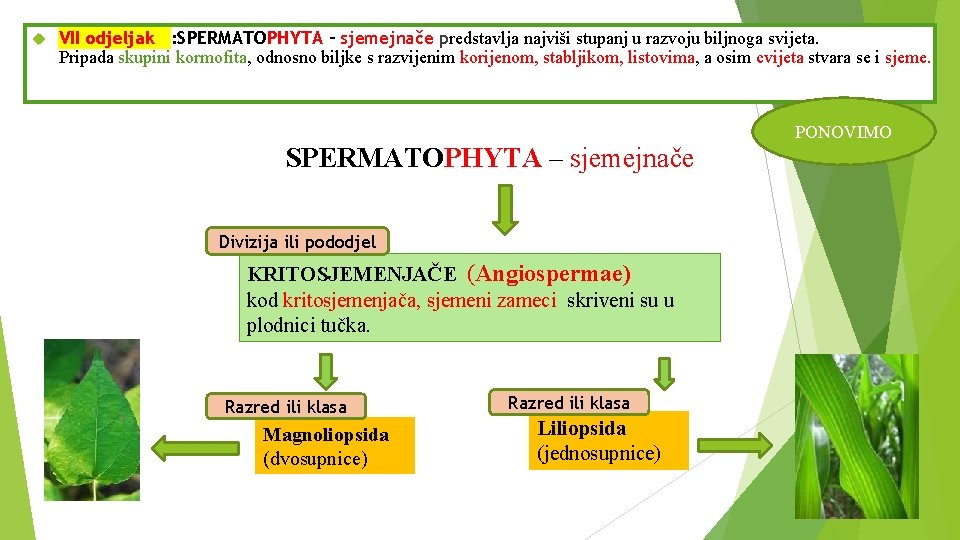  VII odjeljak : SPERMATOPHYTA – sjemejnače predstavlja najviši stupanj u razvoju biljnoga svijeta.