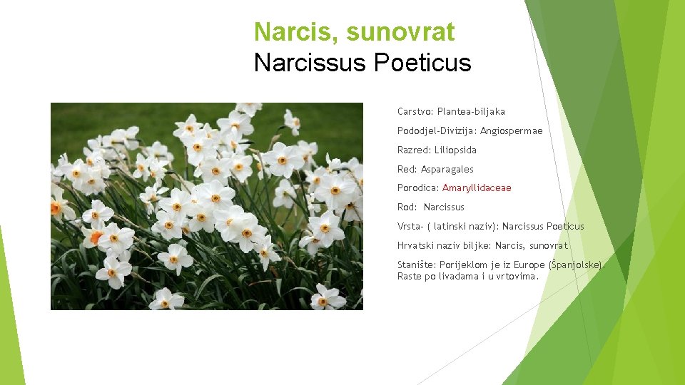 Narcis, sunovrat Narcissus Poeticus Carstvo: Plantea-biljaka Pododjel-Divizija: Angiospermae Razred: Liliopsida Red: Asparagales Porodica: Amaryllidaceae