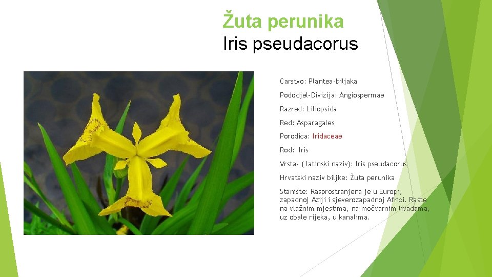 Žuta perunika Iris pseudacorus Carstvo: Plantea-biljaka Pododjel-Divizija: Angiospermae Razred: Liliopsida Red: Asparagales Porodica: Iridaceae