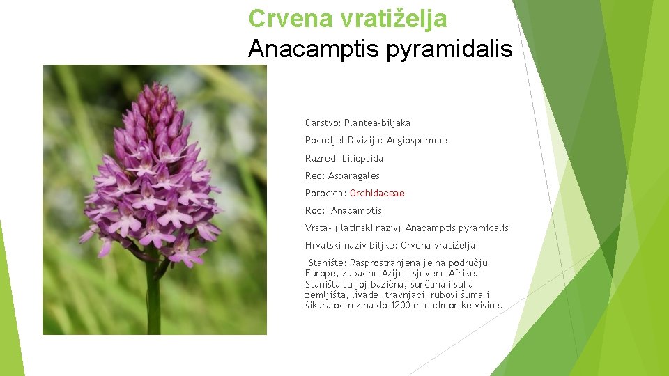 Crvena vratiželja Anacamptis pyramidalis Carstvo: Plantea-biljaka Pododjel-Divizija: Angiospermae Razred: Liliopsida Red: Asparagales Porodica: Orchidaceae