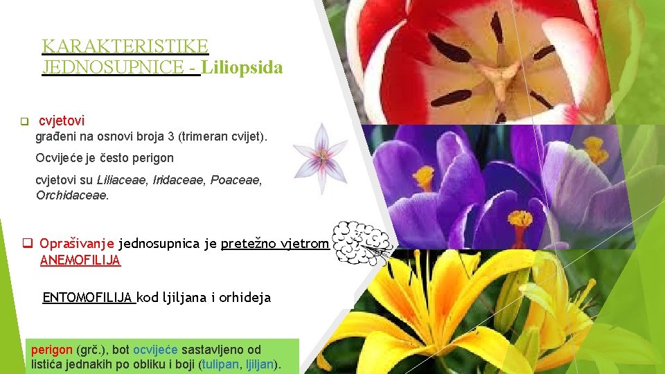KARAKTERISTIKE JEDNOSUPNICE - Liliopsida cvjetovi građeni na osnovi broja 3 (trimeran cvijet). Ocvijeće je