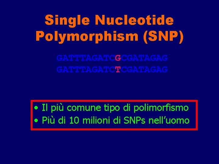 Single Nucleotide Polymorphism (SNP) GATTTAGATCGCGATAGAG GATTTAGATCTCGATAGAG • Il più comune tipo di polimorfismo •