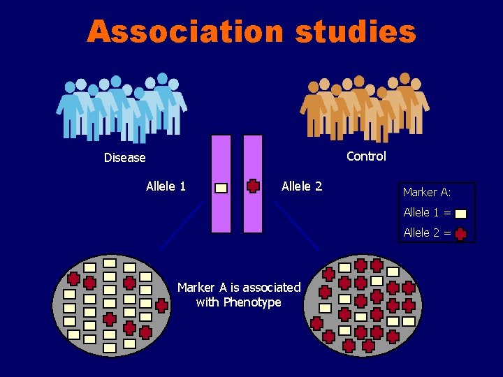Association studies Control Disease Allele 1 Allele 2 Marker A: Allele 1 = Allele
