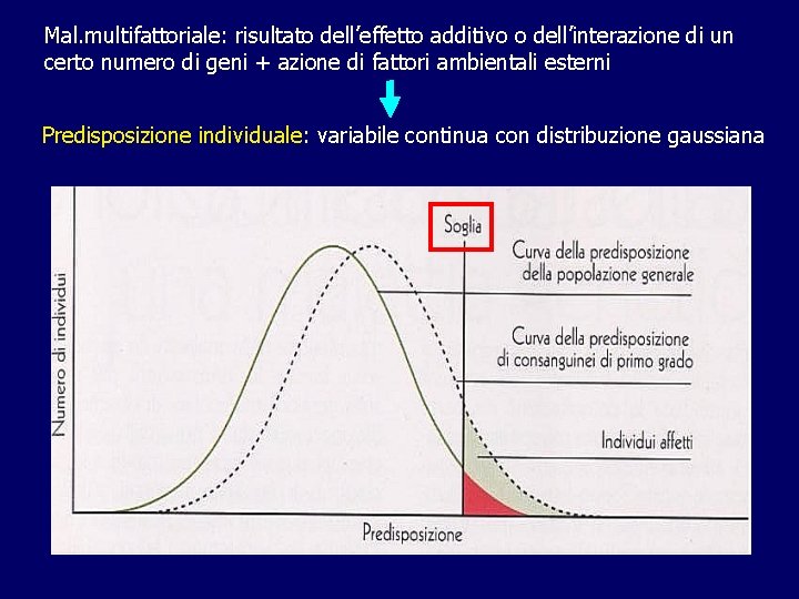 Mal. multifattoriale: risultato dell’effetto additivo o dell’interazione di un certo numero di geni +