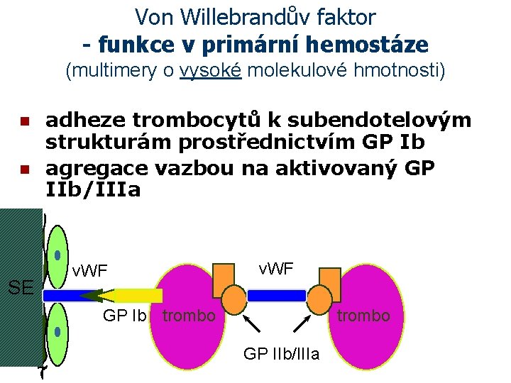 Von Willebrandův faktor - funkce v primární hemostáze (multimery o vysoké molekulové hmotnosti) n