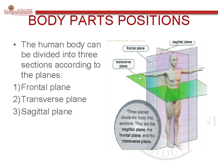 BODY PARTS POSITIONS • The human body can be divided into three sections according