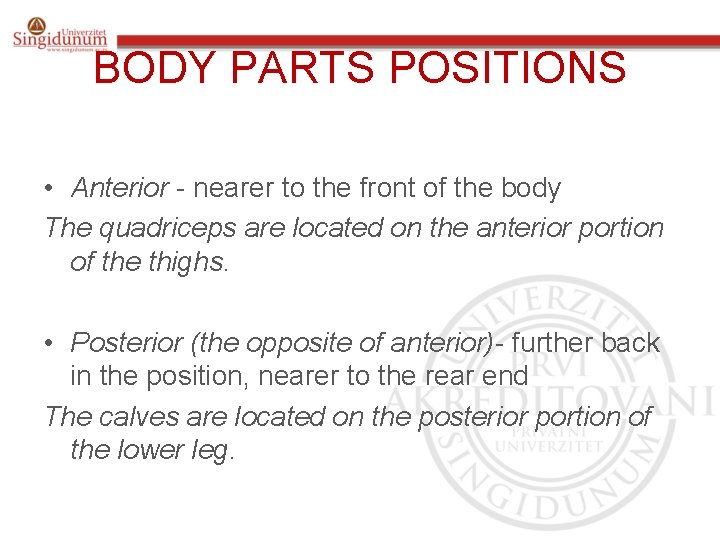 BODY PARTS POSITIONS • Anterior - nearer to the front of the body The