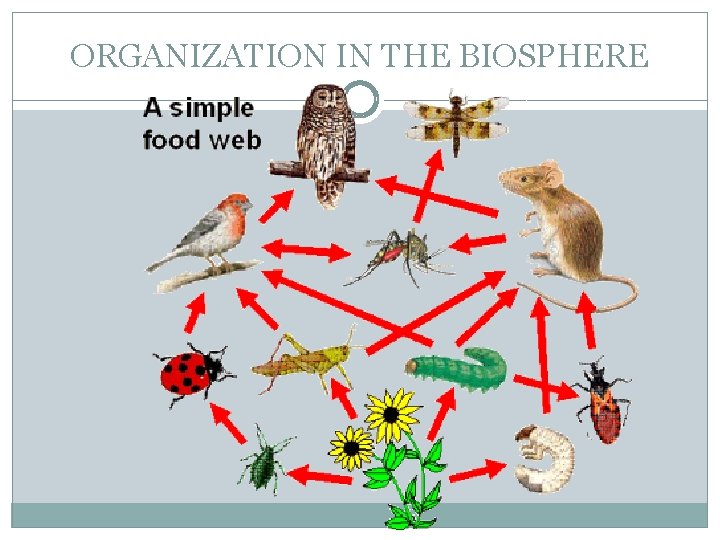 ORGANIZATION IN THE BIOSPHERE 