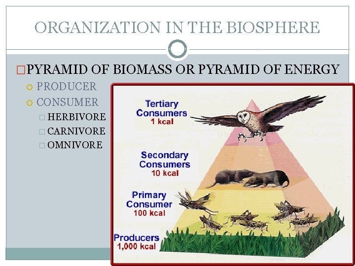 ORGANIZATION IN THE BIOSPHERE �PYRAMID OF BIOMASS OR PYRAMID OF ENERGY PRODUCER CONSUMER �