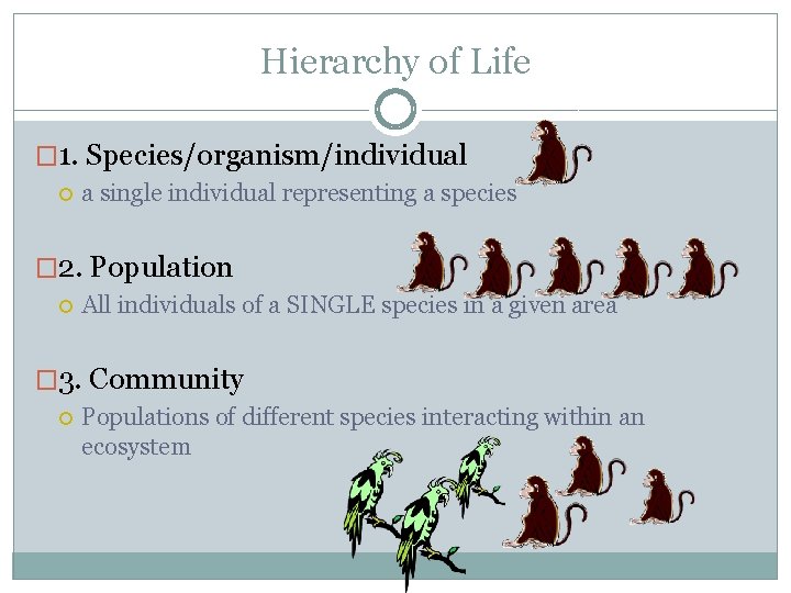 Hierarchy of Life � 1. Species/organism/individual a single individual representing a species � 2.