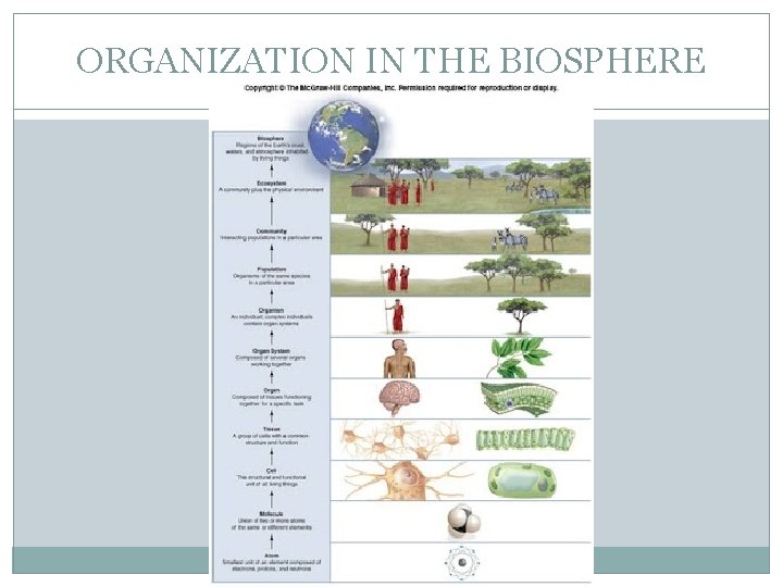 ORGANIZATION IN THE BIOSPHERE 