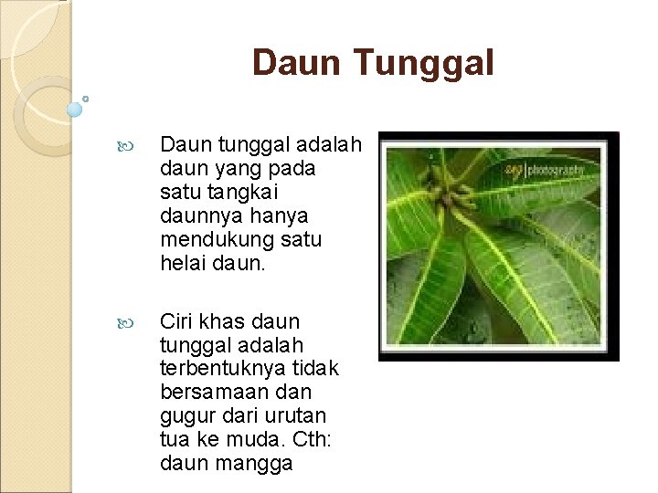 Daun Tunggal Daun tunggal adalah daun yang pada satu tangkai daunnya hanya mendukung satu