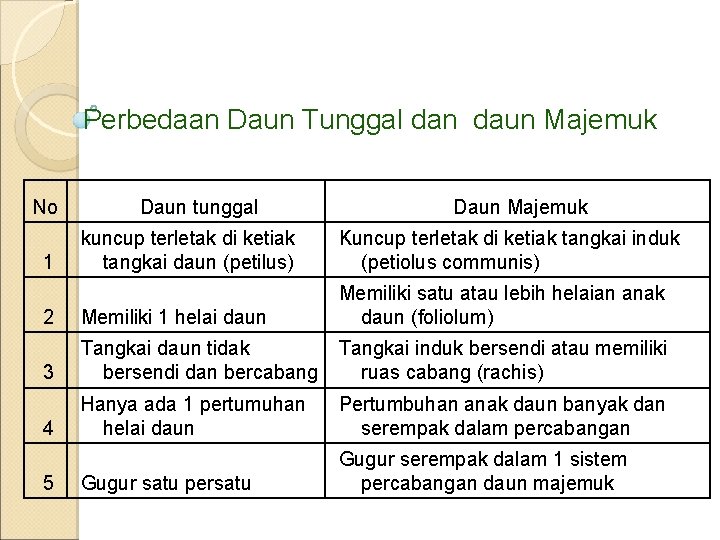 Perbedaan Daun Tunggal dan daun Majemuk No Daun tunggal Daun Majemuk kuncup terletak di