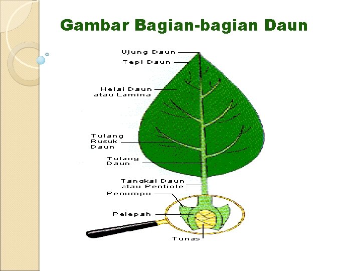 Gambar Bagian-bagian Daun 