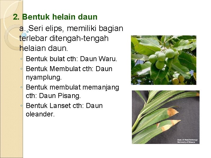 2. Bentuk helain daun a. Seri elips, memiliki bagian terlebar ditengah-tengah helaian daun. ◦