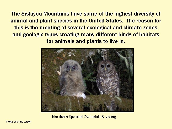The Siskiyou Mountains have some of the highest diversity of animal and plant species