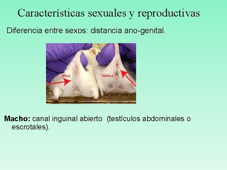 Características sexuales y reproductivas Diferencia entre sexos: distancia ano-genital. Macho: canal inguinal abierto (testìculos