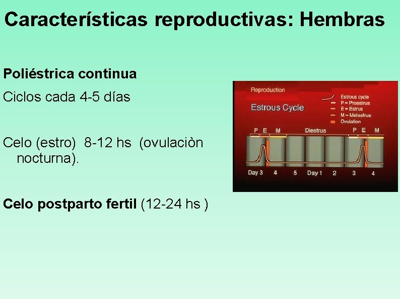 Características reproductivas: Hembras Poliéstrica continua Ciclos cada 4 -5 días Celo (estro) 8 -12