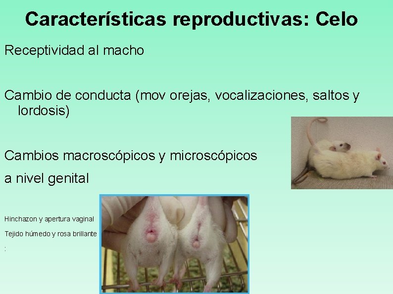 Características reproductivas: Celo Receptividad al macho Cambio de conducta (mov orejas, vocalizaciones, saltos y