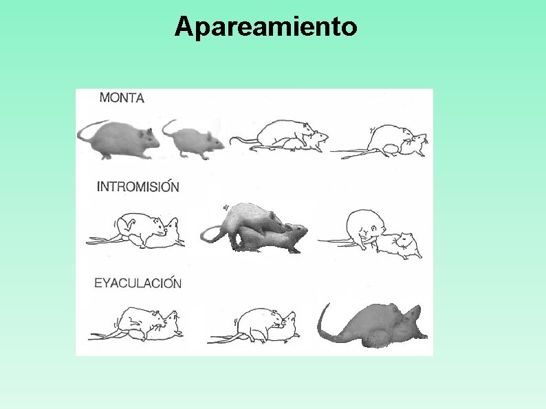 Apareamiento 