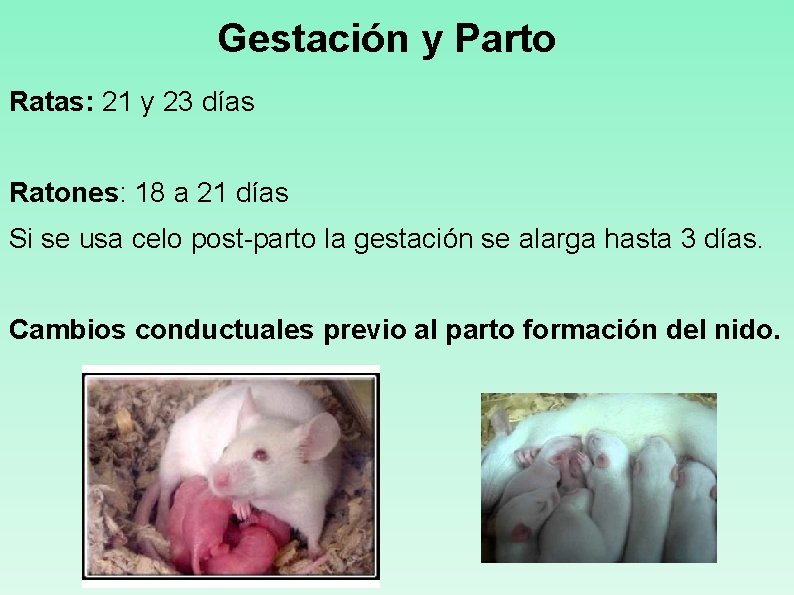 Gestación y Parto Ratas: 21 y 23 días Ratones: 18 a 21 días Si