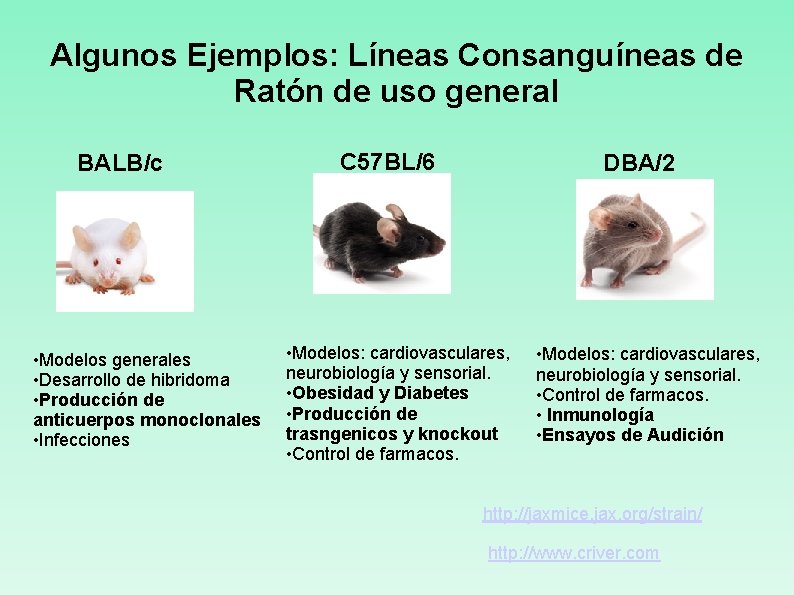 Algunos Ejemplos: Líneas Consanguíneas de Ratón de uso general BALB/c • Modelos generales •