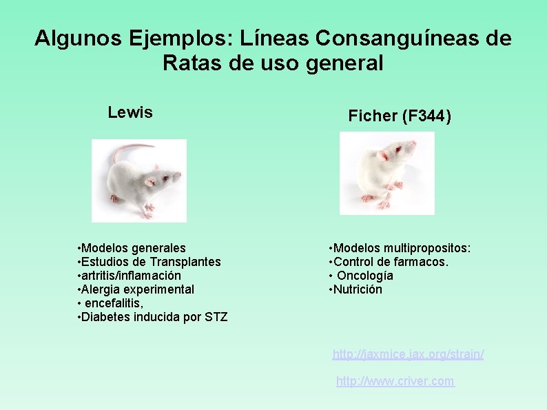 Algunos Ejemplos: Líneas Consanguíneas de Ratas de uso general Lewis • Modelos generales •