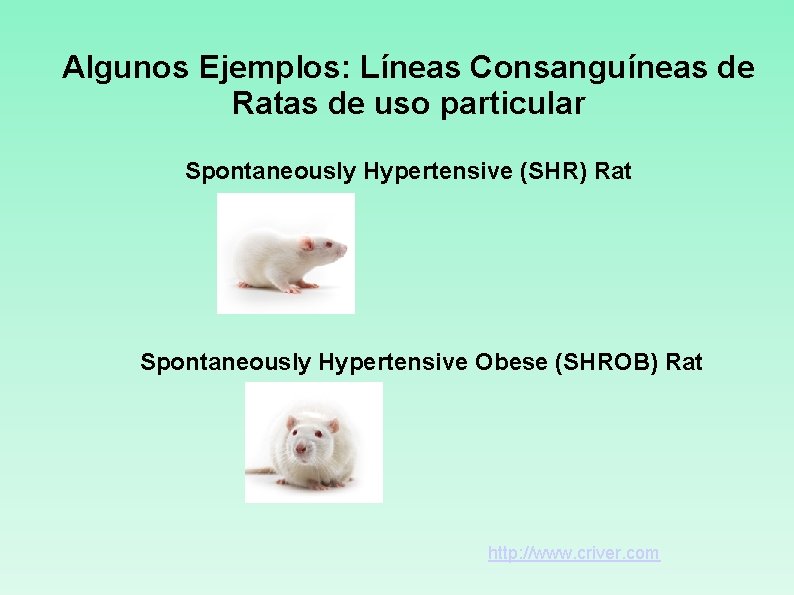 Algunos Ejemplos: Líneas Consanguíneas de Ratas de uso particular Spontaneously Hypertensive (SHR) Rat Spontaneously