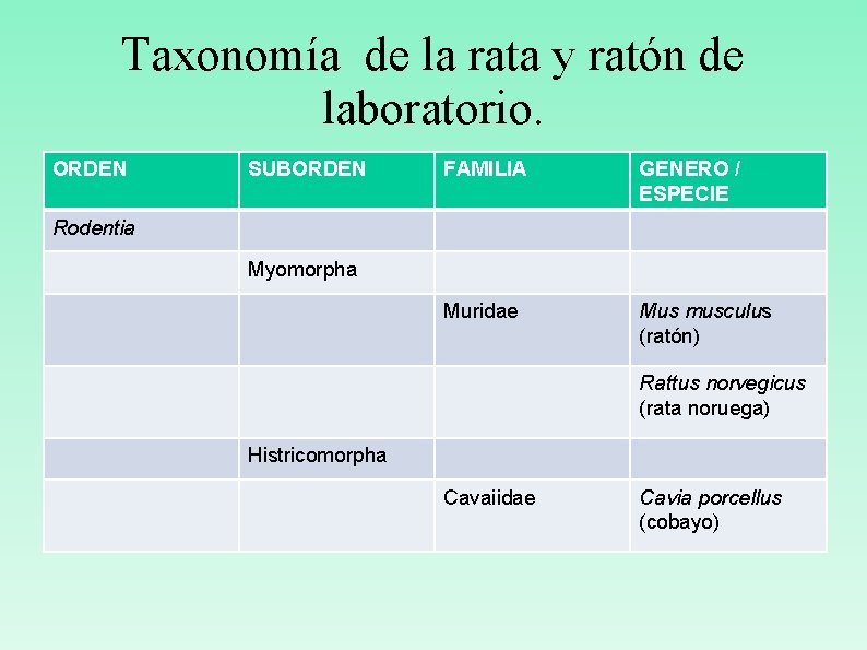 Taxonomía de la rata y ratón de laboratorio. ORDEN SUBORDEN FAMILIA GENERO / ESPECIE