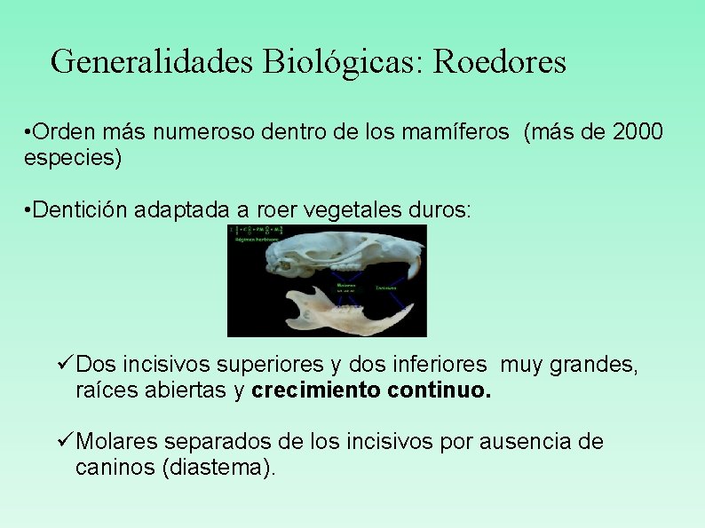 Generalidades Biológicas: Roedores • Orden más numeroso dentro de los mamíferos (más de 2000