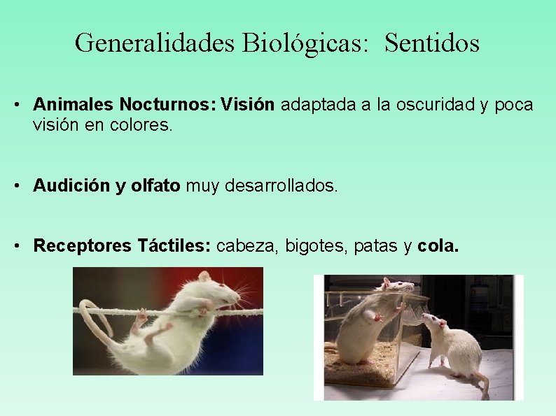 Generalidades Biológicas: Sentidos • Animales Nocturnos: Visión adaptada a la oscuridad y poca visión