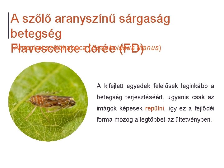 A szőlő aranyszínű sárgaság betegség Amerikai szőlőkabócadorée (Scaphoideus titanus) Flavescence (FD) A kifejlett egyedek