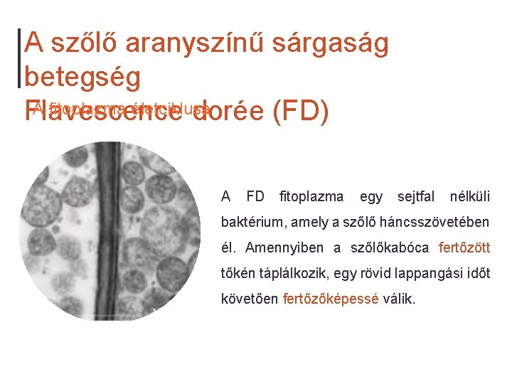 A szőlő aranyszínű sárgaság betegség A fitoplazma életciklusa Flavescence dorée (FD) A FD fitoplazma