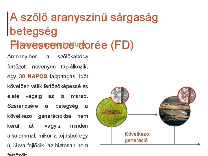 A szőlő aranyszínű sárgaság betegség A fitoplazma életciklusa Flavescence dorée (FD) Amennyiben a szőlőkabóca