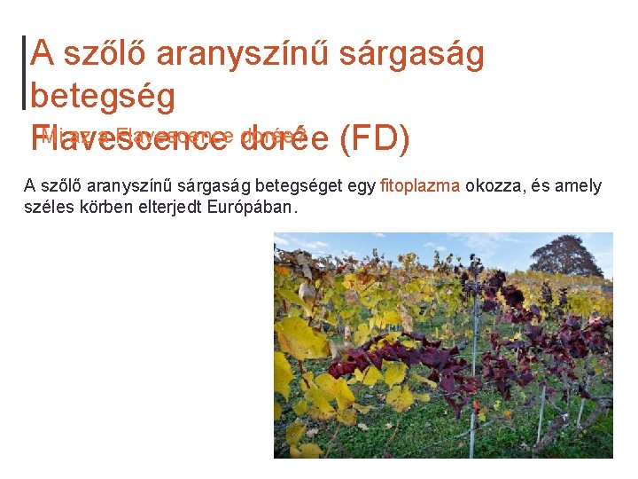 A szőlő aranyszínű sárgaság betegség Mi az a Flavescence dorée? Flavescence (FD) A szőlő