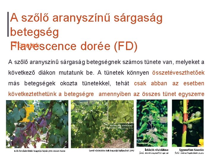 A szőlő aranyszínű sárgaság betegség Tünetek Flavescence dorée (FD) A szőlő aranyszínű sárgaság betegségnek