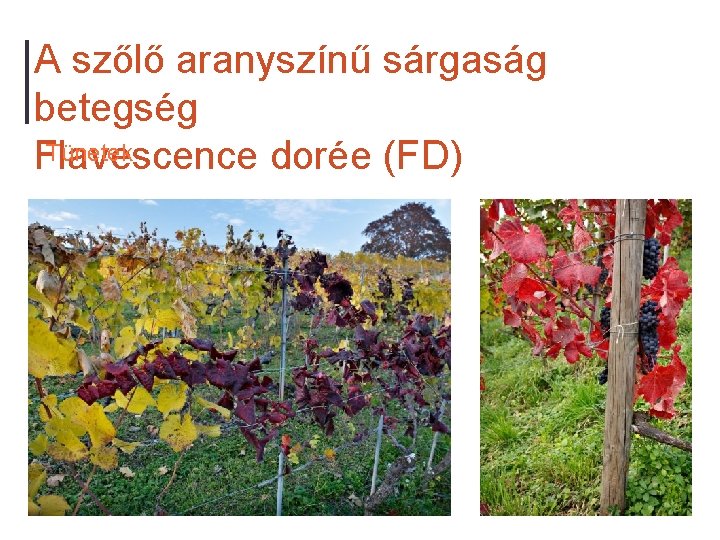 A szőlő aranyszínű sárgaság betegség Tünetek Flavescence dorée (FD) 