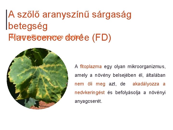 A szőlő aranyszínű sárgaság betegség Mi az a Flavescence dorée? Flavescence (FD) A fitoplazma