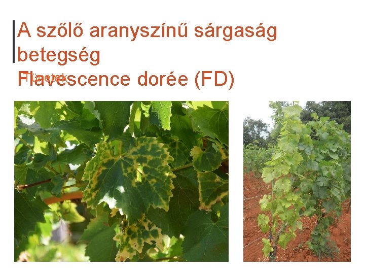 A szőlő aranyszínű sárgaság betegség Tünetek Flavescence dorée (FD) 