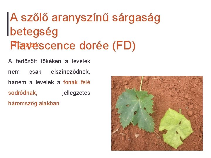A szőlő aranyszínű sárgaság betegség Tünetek Flavescence dorée (FD) A fertőzött tőkéken a levelek