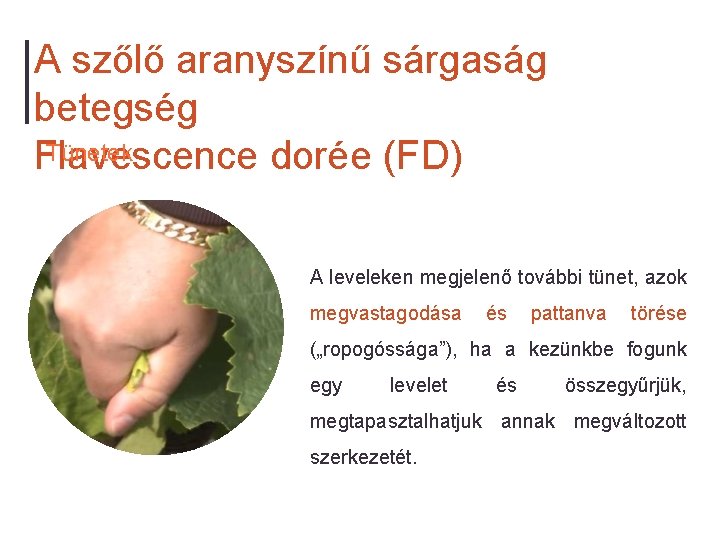 A szőlő aranyszínű sárgaság betegség Tünetek Flavescence dorée (FD) A leveleken megjelenő további tünet,