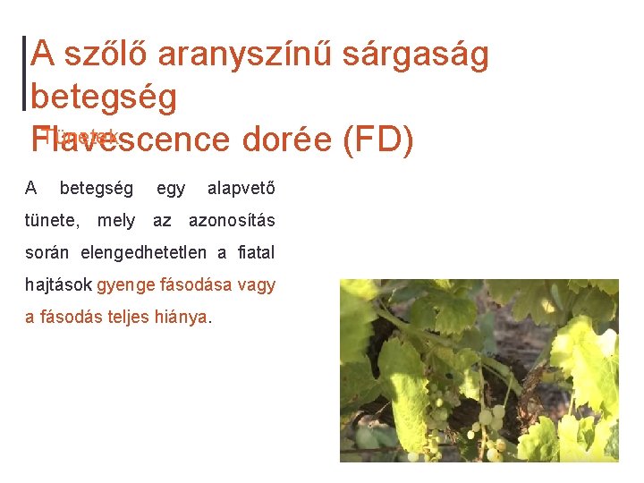 A szőlő aranyszínű sárgaság betegség Tünetek Flavescence dorée (FD) A betegség egy alapvető tünete,